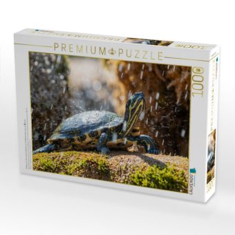 Produktbild: CALVENDO Puzzle Gelbbauch-Schmuckschildkr&ouml;te im Schildkr&ouml;tenbrunnen in Sibenik | 1000 Teile Lege-Gr&ouml;&szlig;e 64x48cm Foto-Puzzle f&uuml;r gl&uuml;ckliche Stunden