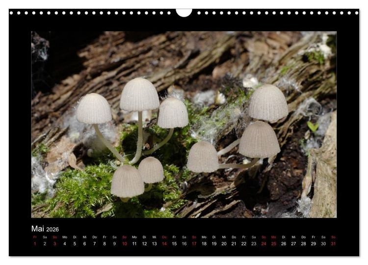 Produktbild: Pilze (Wandkalender 2026 DIN A3 quer), CALVENDO Monatskalender