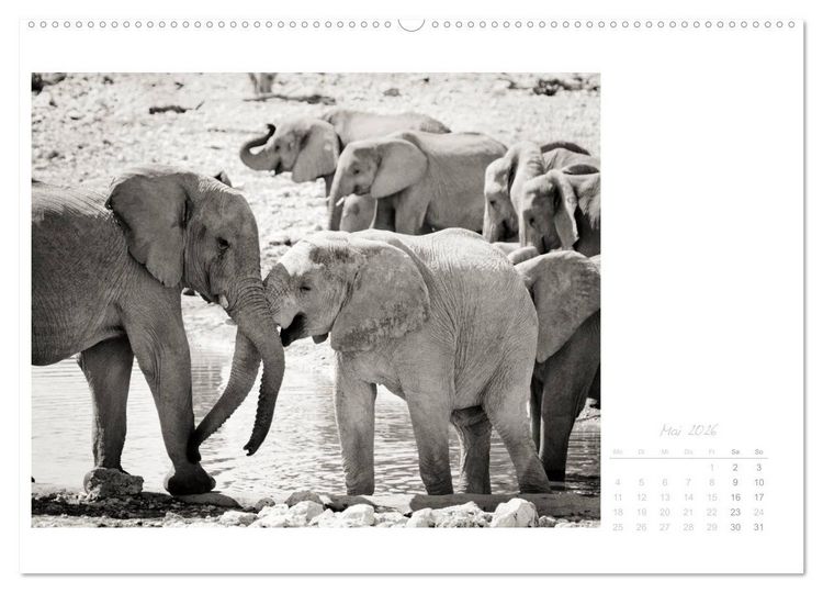 Produktbild: Elefanten in Etosha (Wandkalender 2026 DIN A2 quer), CALVENDO Monatskalender