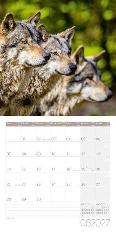 Produktbild: W&ouml;lfe Kalender 2027 - 30x30 - Art12