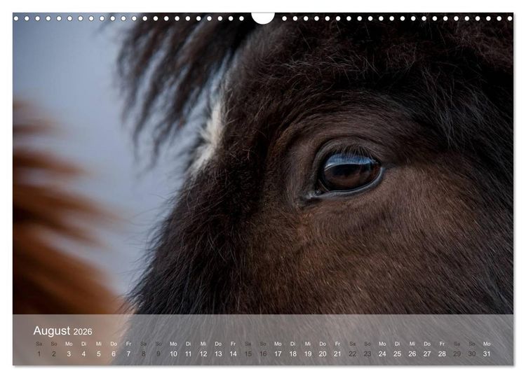 Produktbild: Islandpferde - Stolz und Stark durch Sommer und Winter (Wandkalender 2026 DIN A3 quer), CALVENDO Monatskalender
