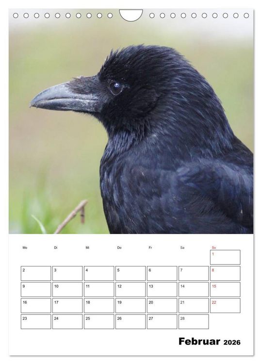 Produktbild: Rabenv&ouml;gel Terminplaner (Wandkalender 2026 DIN A4 hoch), CALVENDO Monatskalender