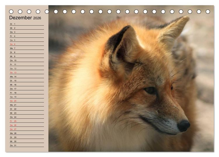 Produktbild: Der Fuchs. Bezaubernder Geselle (Tischkalender 2026 DIN A5 quer), CALVENDO Monatskalender