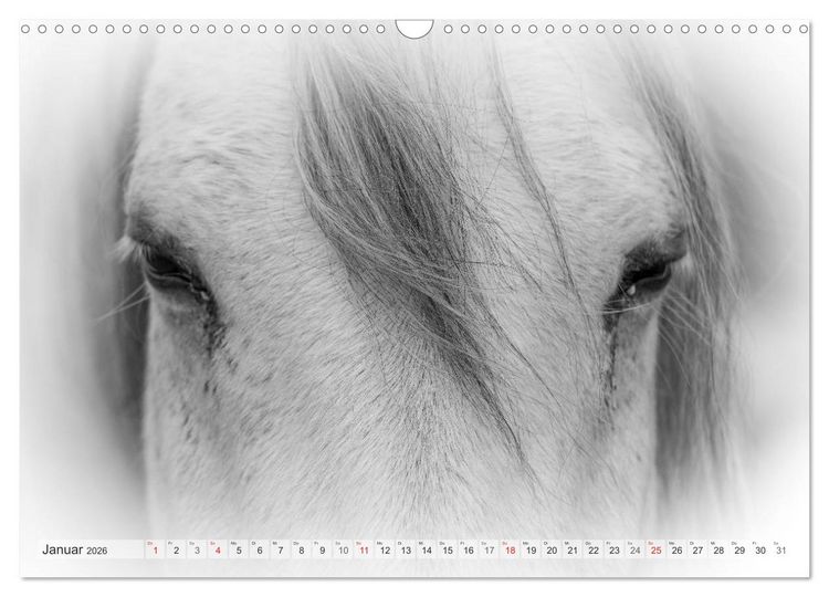 Produktbild: Emotionale Momente: Wei&szlig;e Pferde in schwarzwei&szlig;. (Wandkalender 2026 DIN A3 quer), CALVENDO Monatskalender