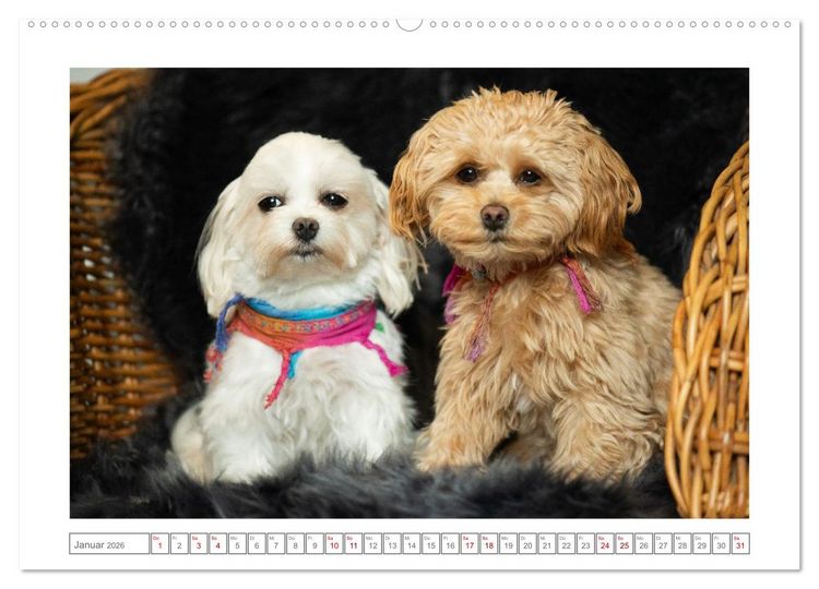 Produktbild: Maltipoo - Malteser -Pudel (Wandkalender 2026 DIN A2 quer), CALVENDO Monatskalender