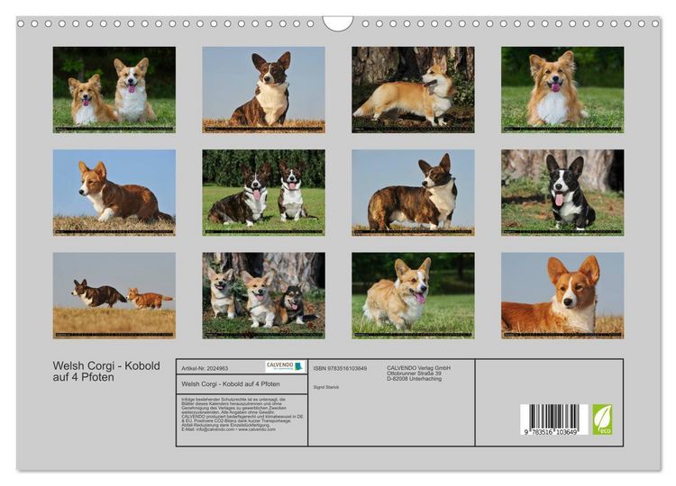 Produktbild: Welsh Corgi - Kobold auf 4 Pfoten (Wandkalender 2026 DIN A3 quer), CALVENDO Monatskalender