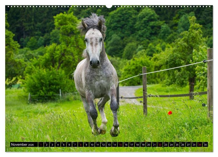Produktbild: Traumpferd Lipizzaner (hochwertiger Premium Wandkalender 2026 DIN A2 quer), Kunstdruck in Hochglanz
