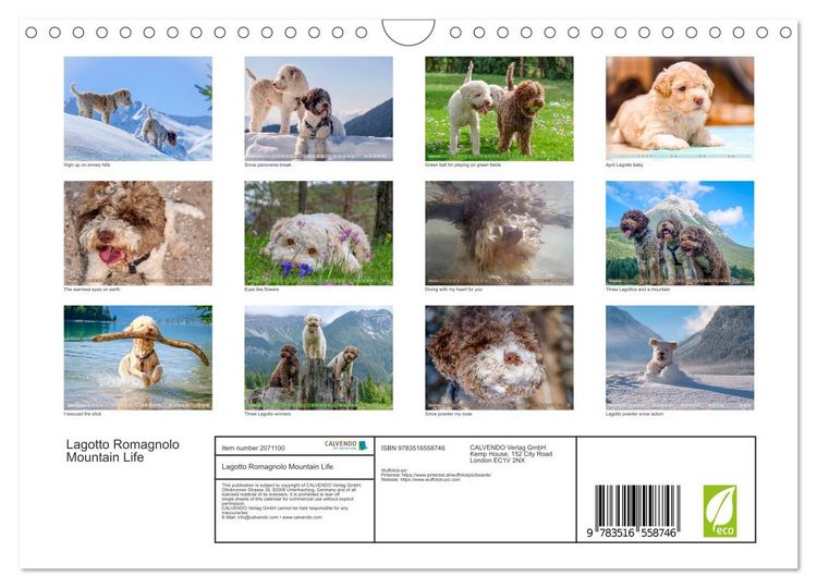 Produktbild: Lagotto Romagnolo Mountain Life (Wall Calendar 2026 DIN A4 landscape), CALVENDO 12 Month Wall Calendar