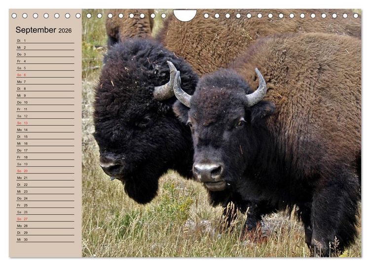 Produktbild: B&uuml;ffel. Wisent und Bison (Wandkalender 2026 DIN A4 quer), CALVENDO Monatskalender