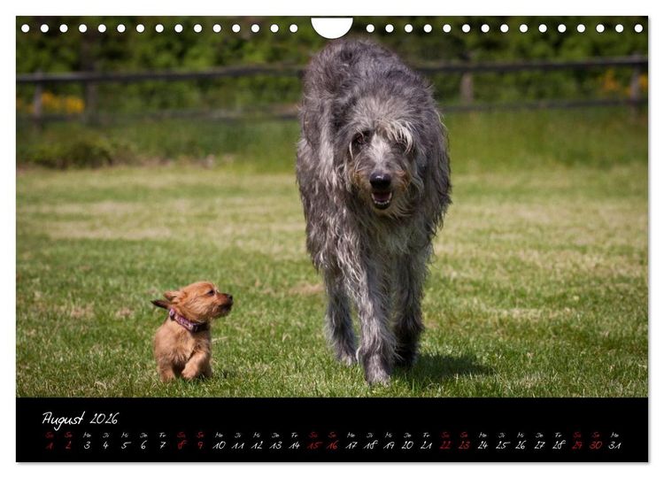 Produktbild: Australian Terrier Welpen (Wandkalender 2026 DIN A4 quer), CALVENDO Monatskalender