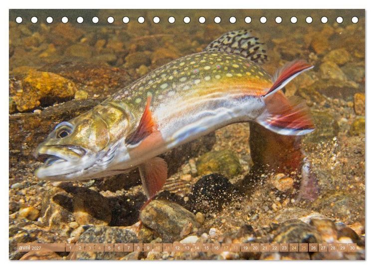 Produktbild: Poissons : d'&eacute;tangs et des rivi&egrave;res (Calendrier de bureau 2027 DIN A5 vertical), CALVENDO calendrier mensuel