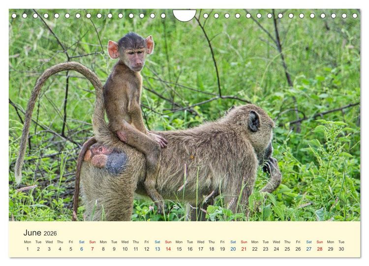 Produktbild: Wonderful Kenya (Wall Calendar 2026 DIN A4 landscape), CALVENDO 12 Month Wall Calendar