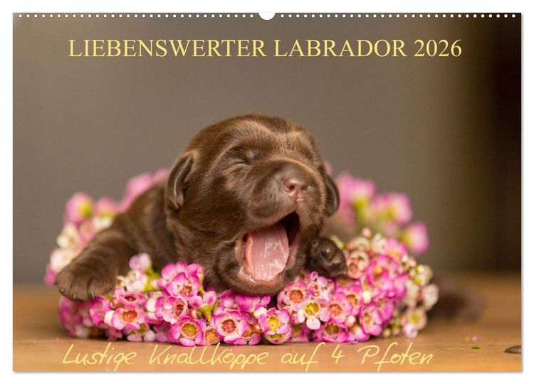 Produktbild: Liebenswerter Labrador 2026 (Wandkalender 2026 DIN A2 quer), CALVENDO Monatskalender