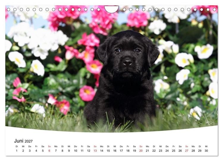 Produktbild: Labrador Welpen - Labrador Puppies (Wandkalender 2027 DIN A4 quer), CALVENDO Monatskalender