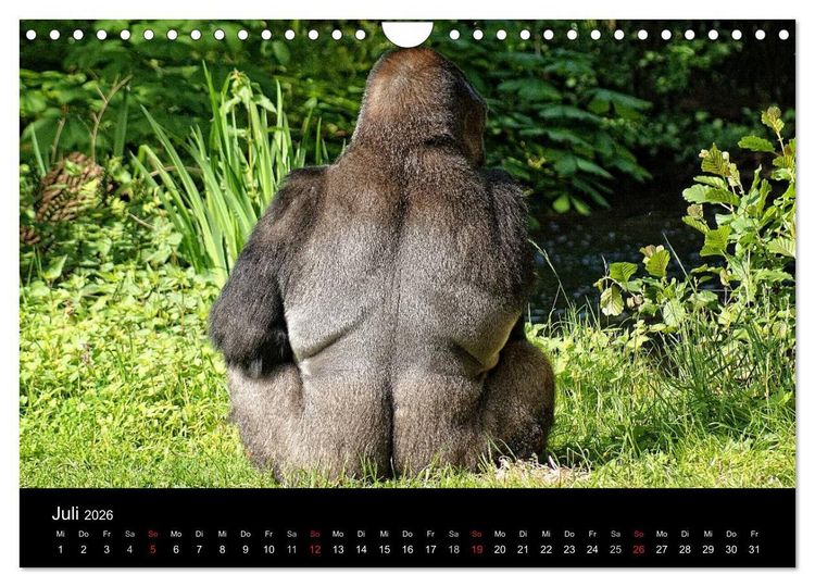 Produktbild: Gorillas - Die sanften Wilden (Wandkalender 2026 DIN A4 quer), CALVENDO Monatskalender