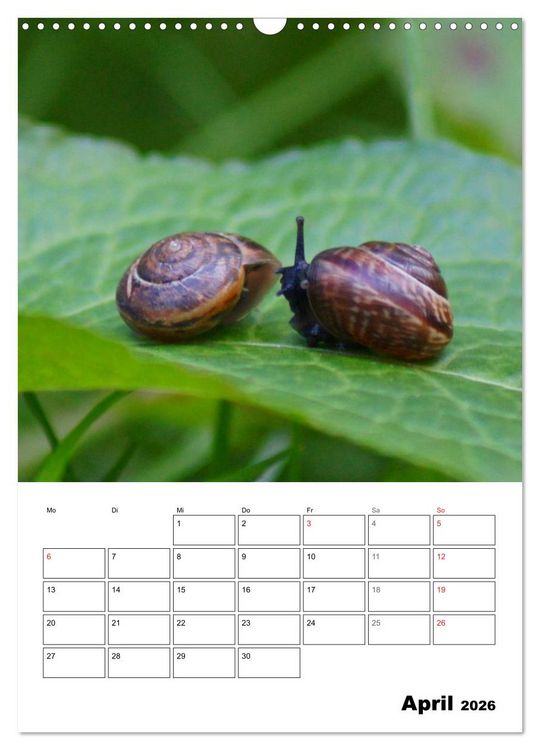 Produktbild: Die geheimnisvolle Welt der Schnecken (Wandkalender 2026 DIN A3 hoch), CALVENDO Monatskalender
