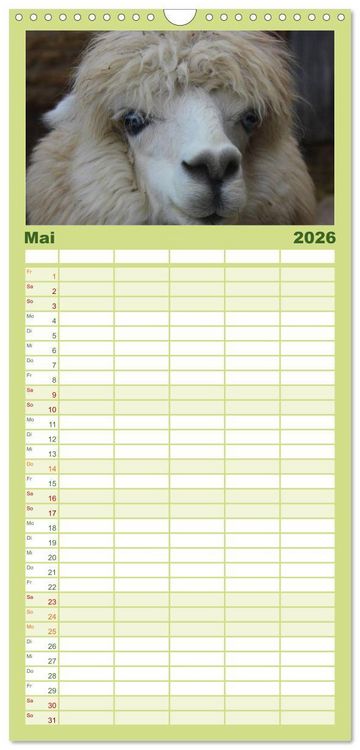 Produktbild: Familienplaner 2026 - Alpakas und Lamas mit 5 Spalten (Wandkalender, 21 x 45 cm) CALVENDO