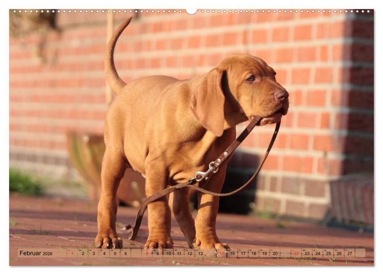 Produktbild: Magyar Vizsla - Vielseitiger Jagdhund mit Familienanschluss (Wandkalender 2026 DIN A2 quer), CALVENDO Monatskalender