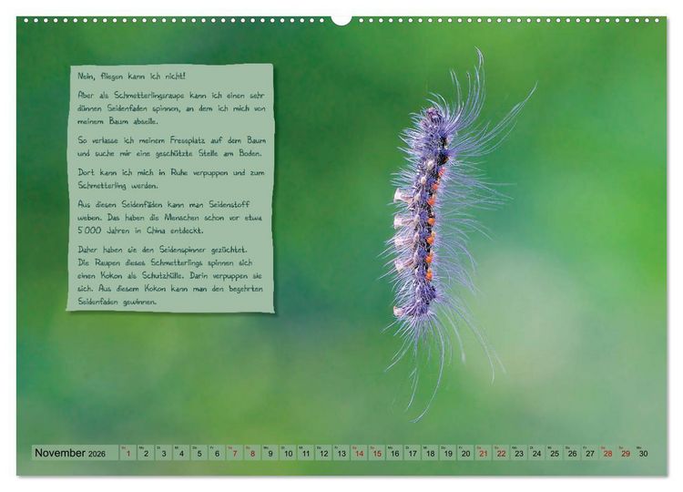Produktbild: GEOclick Lernkalender: Steckbriefe einheimischer Schmetterlinge (Wandkalender 2026 DIN A2 quer), CALVENDO Monatskalender