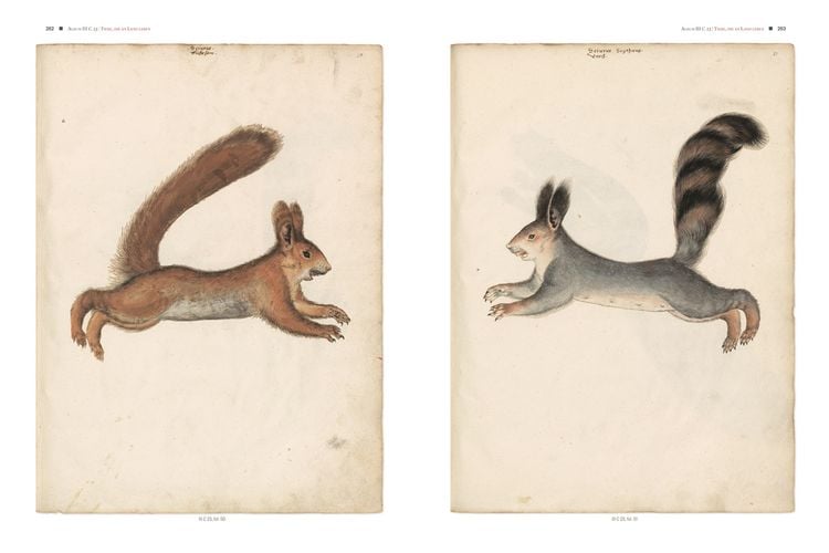 Produktbild: Conrad Gessners Thierbuch