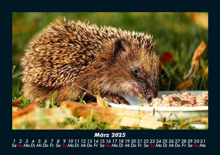 Produktbild: Welt der Tiere 2025 Fotokalender DIN A5