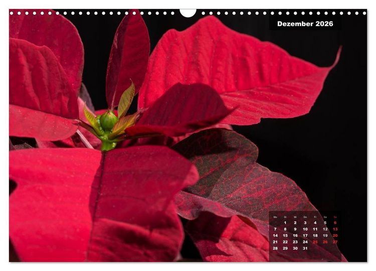 Produktbild: Der Natur auf der Spur - Makro-Fotografien der besonderen Art (Wandkalender 2026 DIN A3 quer), CALVENDO Monatskalender