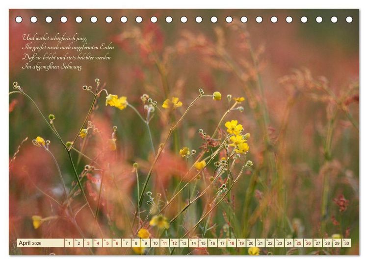 Produktbild: Sommergr&auml;ser (Tischkalender 2026 DIN A5 quer), CALVENDO Monatskalender