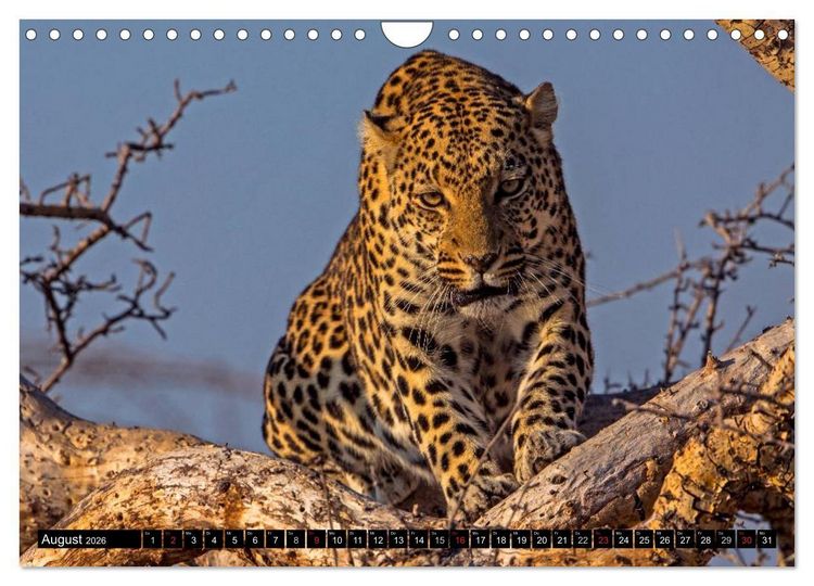 Produktbild: Safari durch das S&uuml;dliche Afrika (Wandkalender 2026 DIN A4 quer), CALVENDO Monatskalender