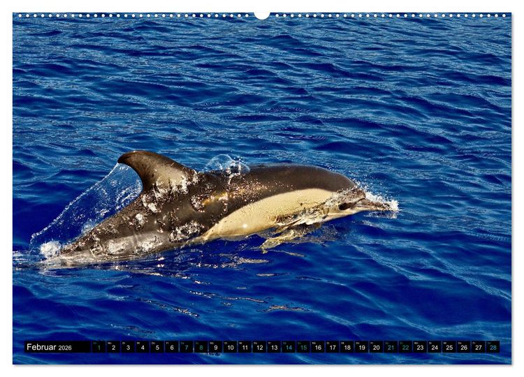 Produktbild: Big Five aus dem Ozean Hai, Delphin, Wal, Robbe, Pinguin (Wandkalender 2026 DIN A2 quer), CALVENDO Monatskalender