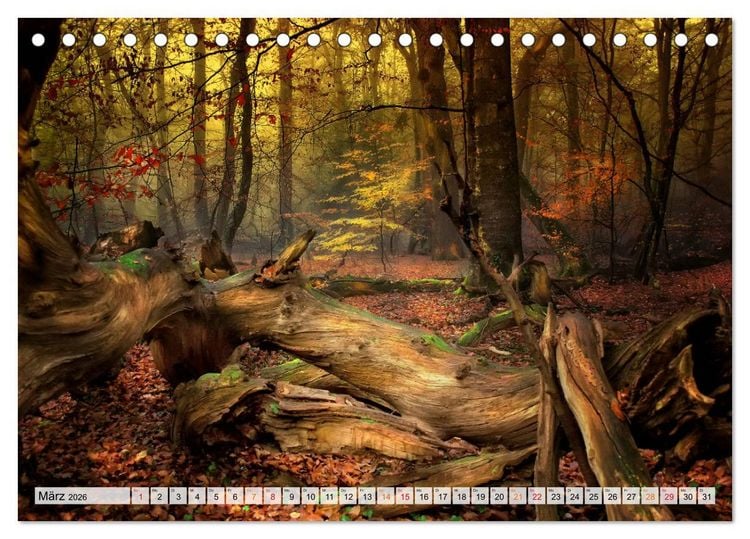 Produktbild: Wald - mystische Spazierg&auml;nge (Tischkalender 2026 DIN A5 quer), CALVENDO Monatskalender