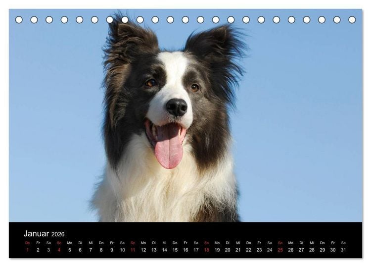 Produktbild: Border Collie 2026 (Tischkalender 2026 DIN A5 quer), CALVENDO Monatskalender