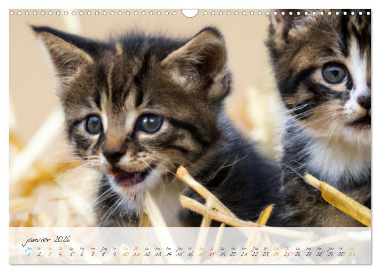 Produktbild: Chatons trop mignons (Calendrier mural 2026 DIN A3 vertical), CALVENDO calendrier mensuel