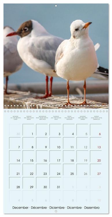 Produktbild: Les oiseaux du lac L&eacute;man (Calendrier mural carr&eacute; 2026 30x30 cm) Calendrier double avec une page pour vos prises de notes