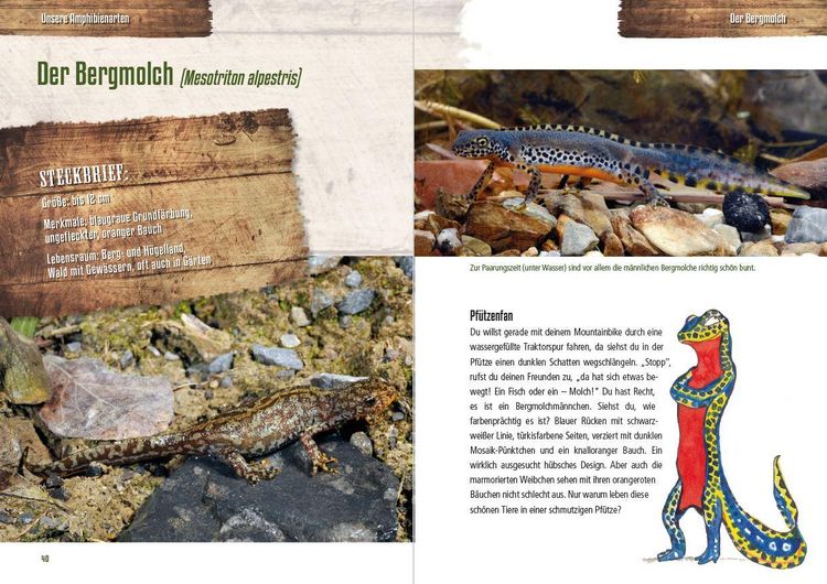 Produktbild: Abenteuer heimische Amphibien