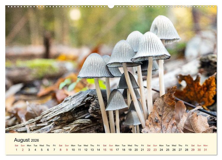 Produktbild: Whispers Beneath the Forest's Moss Mushrooms (Wall Calendar 2026 DIN A2 landscape), CALVENDO 12 Month Wall Calendar