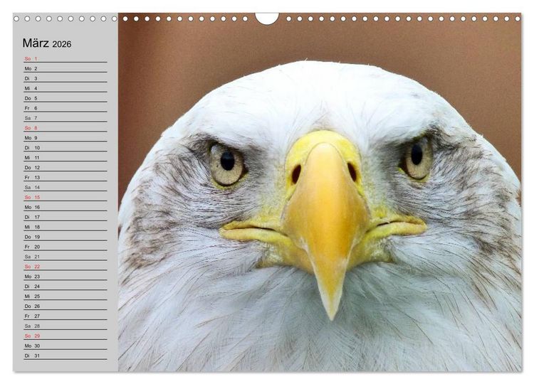 Produktbild: Adler und Greife. K&ouml;nige des Himmels (Wandkalender 2026 DIN A3 quer), CALVENDO Monatskalender