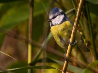Produktbild: CALVENDO Puzzle Blaumeise (Cyanistes caeruleus) | 1000 Teile Lege-Gr&ouml;&szlig;e 64x48cm Foto-Puzzle f&uuml;r gl&uuml;ckliche Stunden