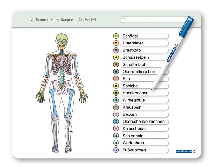 Produktbild: Ich kenne meinen Körper - Das Skelett