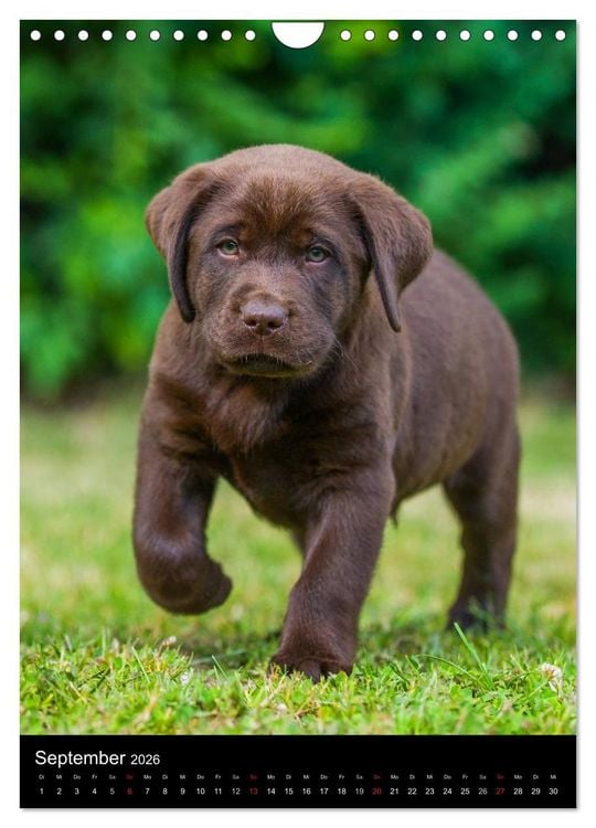 Produktbild: Faszination Labrador Retriever (Wandkalender 2026 DIN A4 hoch), CALVENDO Monatskalender