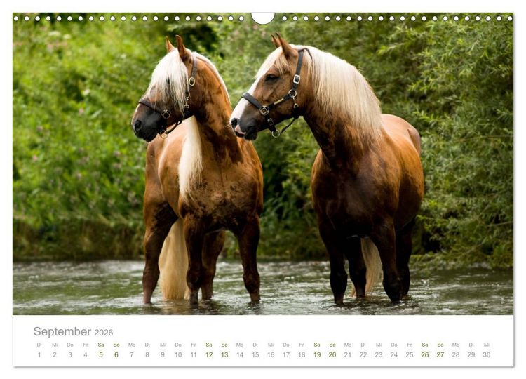Produktbild: Faszination und Vielfalt - Schwarzw&auml;lder Kaltblut (Wandkalender 2026 DIN A3 quer), CALVENDO Monatskalender
