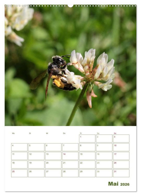 Produktbild: Wildbienen-Terminplaner 2026 (Wandkalender 2026 DIN A2 hoch), CALVENDO Monatskalender
