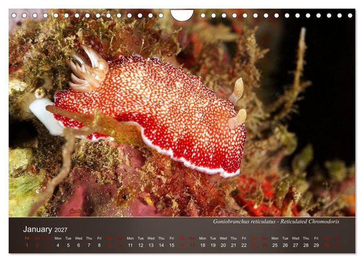 Produktbild: Nudibranchs on the ocean floor (Wall Calendar 2027 DIN A4 landscape), CALVENDO 12 Month Wall Calendar