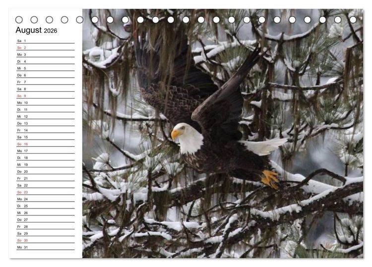 Produktbild: Wei&szlig;kopfseeadler. Symbol der Freiheit (Tischkalender 2026 DIN A5 quer), CALVENDO Monatskalender