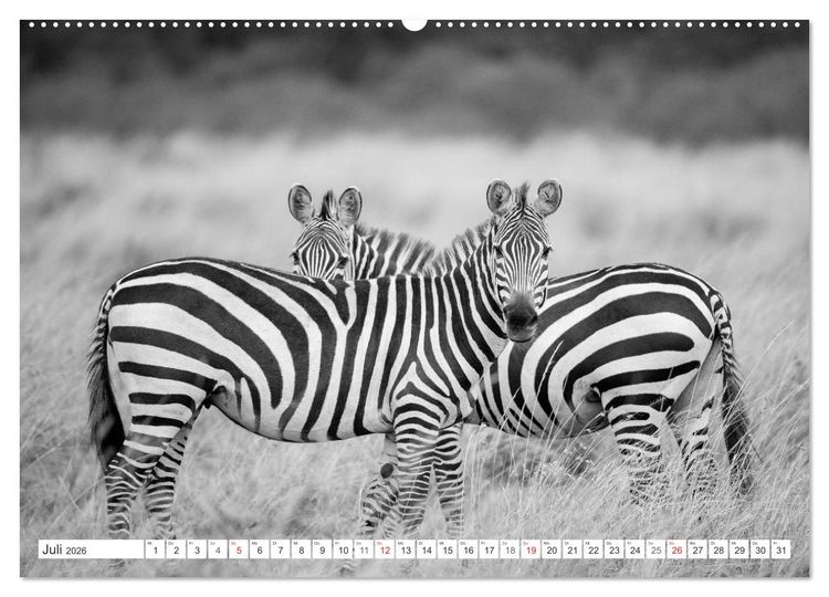 Produktbild: Emotionale Momente: Zebras - black & white. (hochwertiger Premium Wandkalender 2026 DIN A2 quer), Kunstdruck in Hochglanz