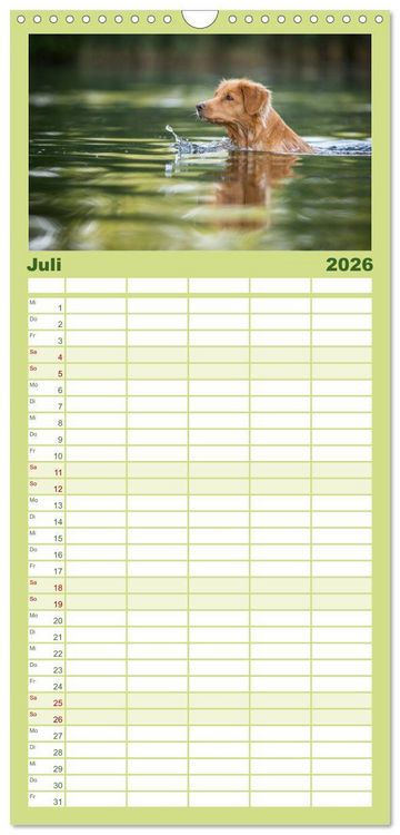 Produktbild: Familienplaner 2026 - Toller - Nova Scotia Duck Tolling Retriever mit 5 Spalten (Wandkalender, 21 x 45 cm) CALVENDO