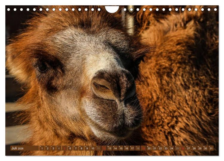 Produktbild: Kamele &bull; Dromedar & Trampeltier (Wandkalender 2026 DIN A4 quer), CALVENDO Monatskalender