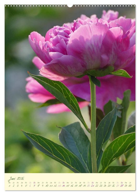 Produktbild: Bl&uuml;tenzauber im Garten (hochwertiger Premium Wandkalender 2026 DIN A2 hoch), Kunstdruck in Hochglanz