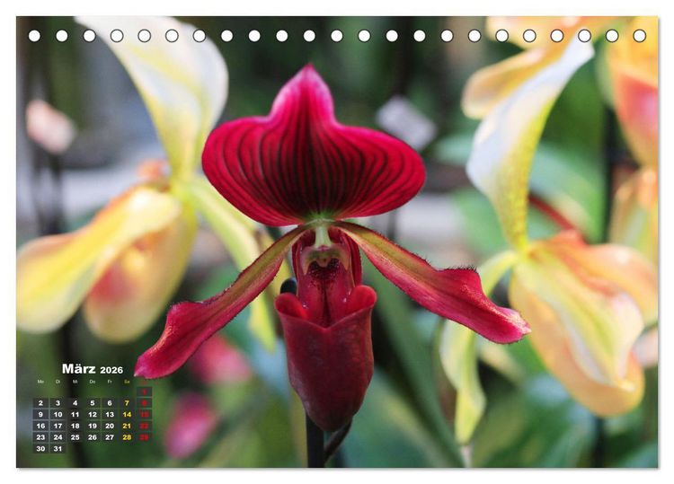 Produktbild: Pr&auml;chtige Orchideen (Tischkalender 2026 DIN A5 quer), CALVENDO Monatskalender