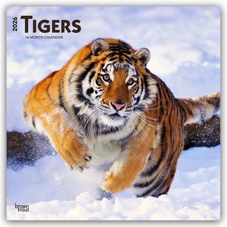 Produktbild: Tigers – Tiger 2026 – 16-Monatskalender