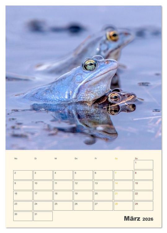 Produktbild: Moorfrosch Geheimnisse &ndash; Farben, Flirts & Froschkonzerte - Tanja Riedel (Tischkalender 2026 DIN A5 hoch), CALVENDO Monatskalender
